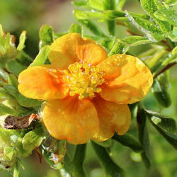 Potentilla Laranja